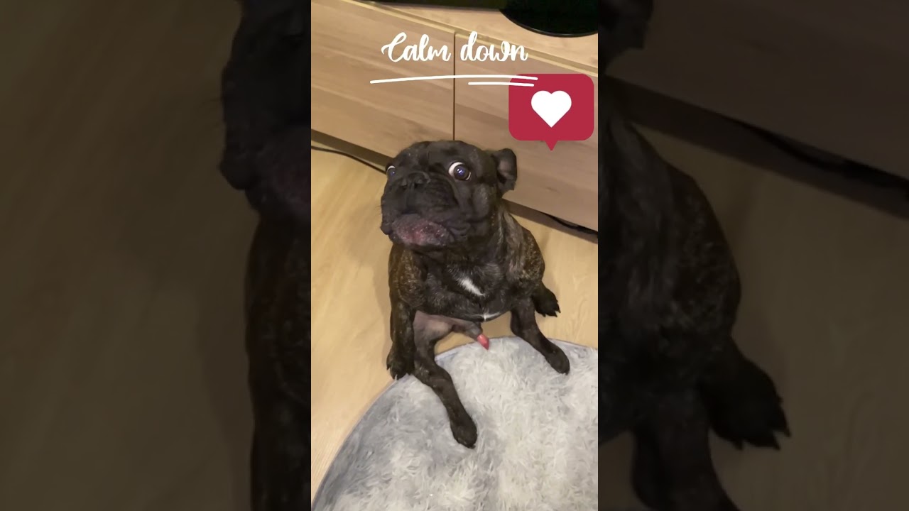 ТАНЦЫ французский бульдог