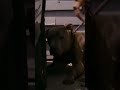 Pit Bull Trapped Under Car! | Pit Bulls and Parolees | Animal Planet