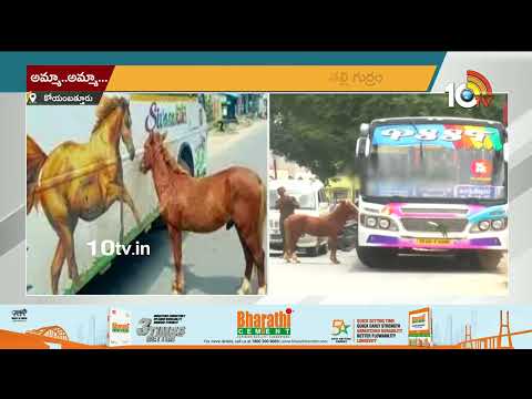 Viral Video : కోయంబత్తూరులో కన్నీరు పెట్టించిన దృశ్యం | Horse Incident In CoimBatore | 10TV