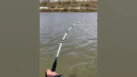 Small Kanawha River Blue Cat BCF rods