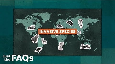 How invasive species became a problem in US | Just the FAQs
