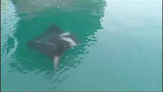 Mantarrayas sorprenden en aguas del puerto de Veracruz