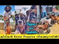 വിലക്കുറവിൽ അടിപൊളി Boxer Puppies ഇവിടെയുണ്ട്!Boxer Dog Malayalam | Boxer Dog Kenne l Dog Farming
