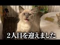 2ヶ月の子猫を迎えました。