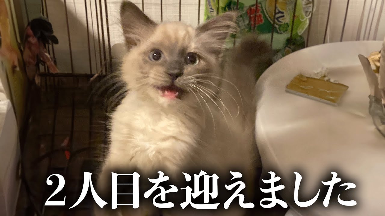 2ヶ月の子猫を迎えました。 - YouTube