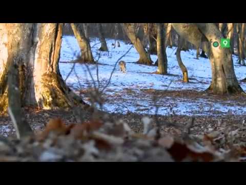 მამა იოანესა და მგლის საოცარი ისტორია..ესეთი რამ მე არსად არ მინახავს,გაოგნებული ვარ!