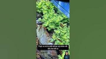 Cây thủy cúc lọc nước cho bể cá | Water Wisteria – Natural Aquarium Filter #aquarium #shorts