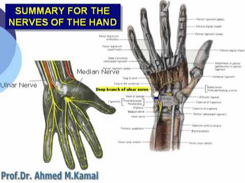 92 U Limb Summary for the nerves of the hand Azharmedicine com - YouTube