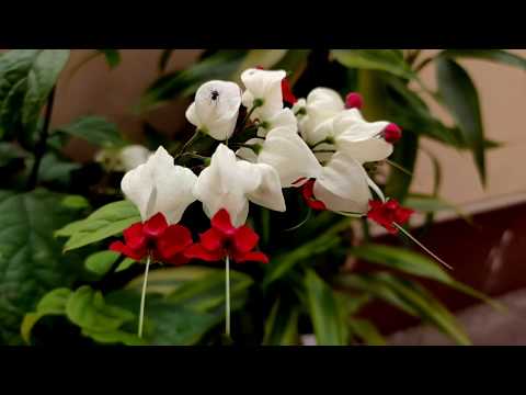 Pruning and trimming bleeding heart/care ur bleeding heart b4 monsoon Ep3