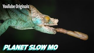 Fast Reptiles in Slow Mo