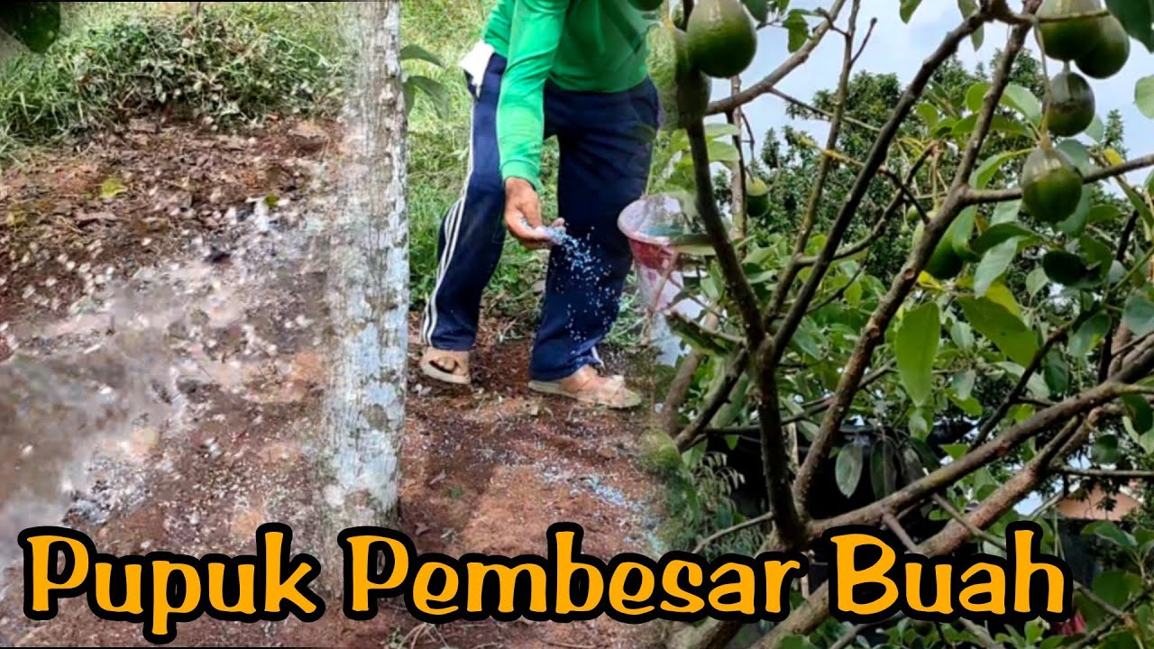 Cara Pemupukan buah Alpukat Agar Cepat Besar Dan Cepat Matang