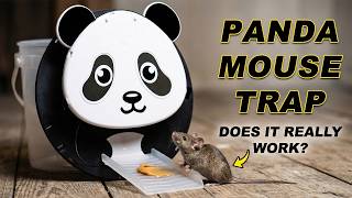 How To Catch Multiple Mice In One Night Humane Panda Trap