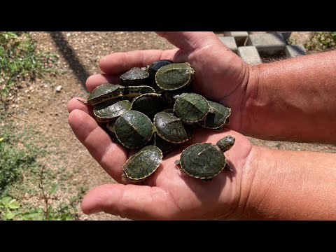 Llueve y al día siguiente me encuentro todas estas tortugas bebés!!🐢