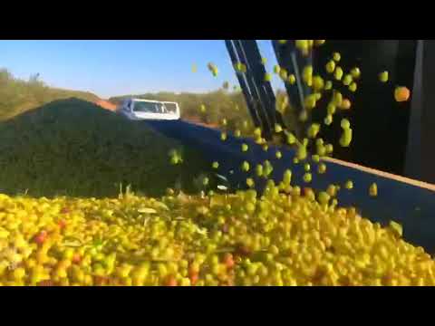 زيت زيتون الجوف سكاكا بسيطا طبرجل القريات دومه الجندل
