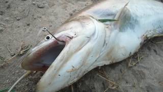 catfish hunting||Fishing in Pakistan