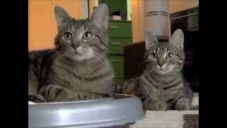 Adopted! Pebbles and Bam Bam - cutest kittens - siblings by cute adoptable cat and dog videos 606 views 8 years ago 1 minute, 27 seconds