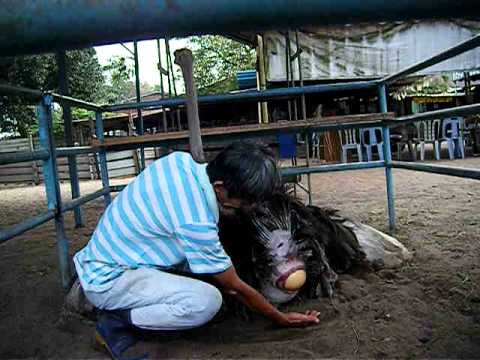 Video: Paano Taasan Ang Mga Ostriches