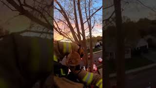 Firefighter Saves Cat From Dangerous Tree #hero #inspiring #rescue