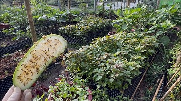 Cách Diệt Ốc Sên Cuốn Chiếu Hiệu Quả Không Dùng Thuốc 