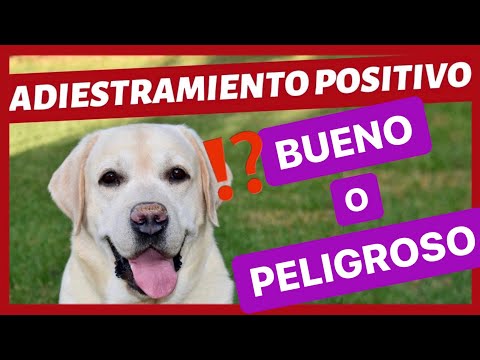 Video: El entrenamiento positivo del perro es el más positivo.