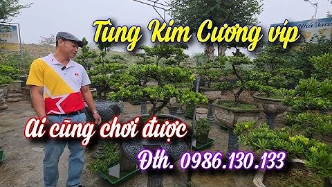 SH.11268. Vườn Tùng Kim Cương chính gốc đang bán khuyến mãi chơi đẹp quá. Đth 0986.130.133