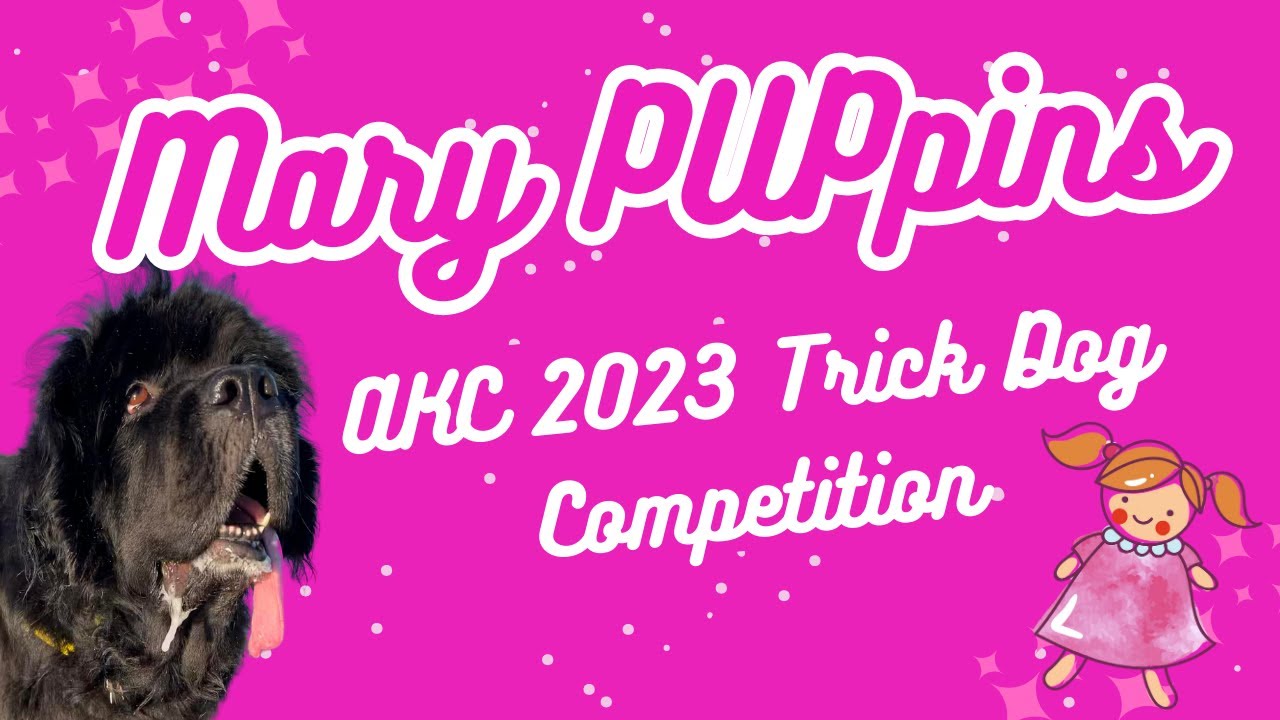 Sirius & Sassafras Submission 1 2023 AKC National Trick Dog