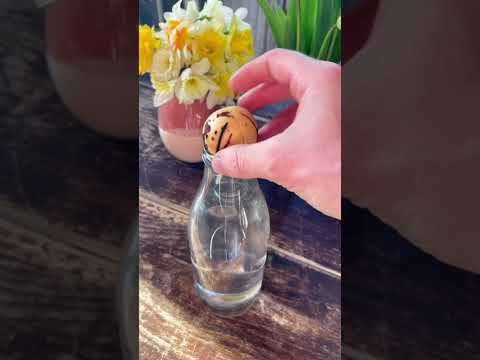 Vidéo: Propagation de la vigne canarienne à partir de graines : apprenez à faire germer des graines de plante grimpante canarienne