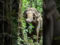 #forest #animals #elephant #viral #video
