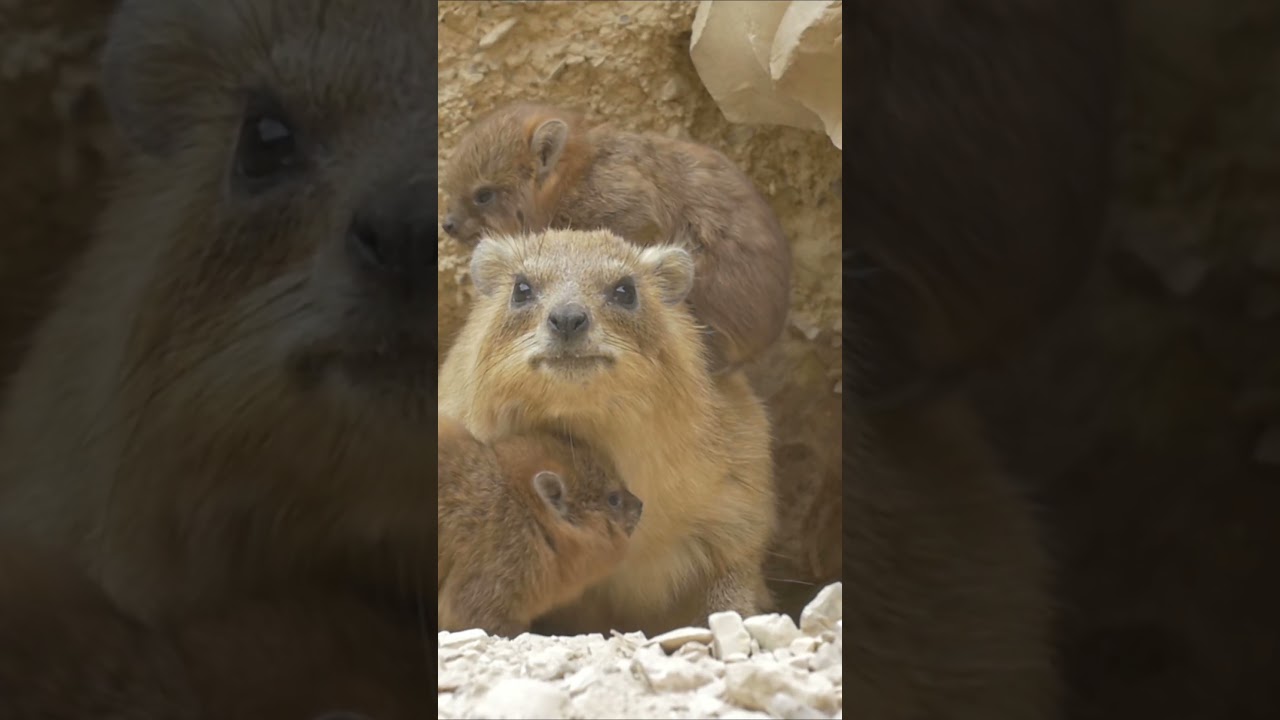 Israel En Gedi Израиль Эн Геди