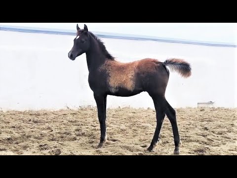 ПРОДАН Жеребчик 2021г.р.LERAN-Муэрра.