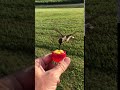 HUMMINGBIRD FEEDING FROM MY HAND
