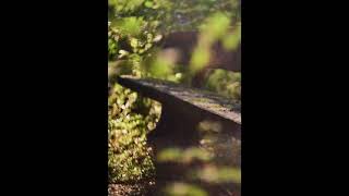 Watch Brilliant Green Green Wood Diary video