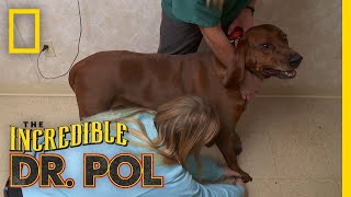 A Dog With a Broken Toenail | The Incredible Dr. Pol