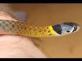Baby Snakes! Redneck &amp; Brown Keelbacks, Brahminy Blind Snake