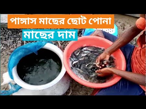 ভিডিও: বাড়িতে সহ সিলট্রো চাষ এবং যত্ন, পাশাপাশি বৈশিষ্ট্য এবং পর্যালোচনা সহ বিভিন্ন বর্ণনার বর্ণনা