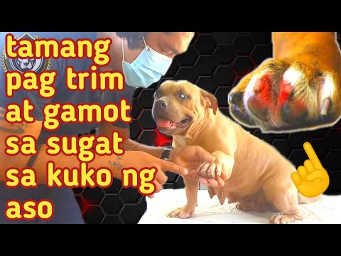 Video: Paano Ititigil Ang Kuko Ng Aso Mula Sa Pagdurugo