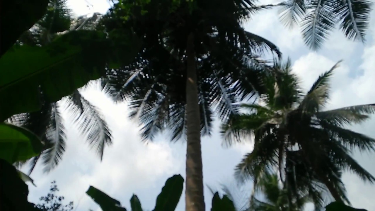 video editing software free Coconut Farmer is managing Coconut Fields work at Harvesting time in South India