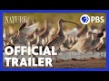 Flyways | Official Trailer | NATURE | PBS