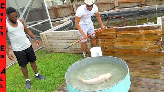 PET Albino SHARKS get new FRESHWATER POND HOME!