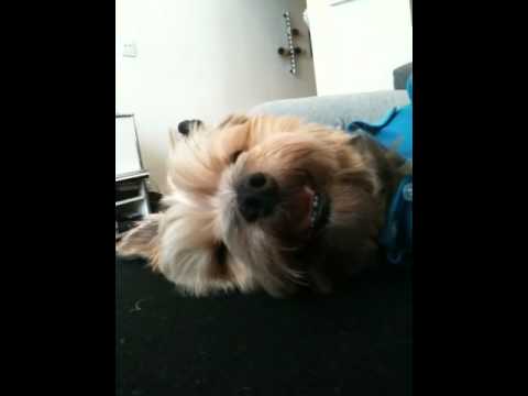 Dog video - puppy love NYC - Yorkie George can't get enough love!