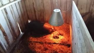 Вьетнамские вислобрюхие свиньи: первый опорос, роддом/ Vietnamese pigs