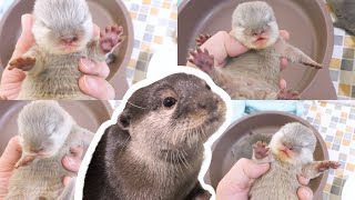 カワウソ赤ちゃんの名前を決めました！Announce otter babies name!【baby otter】 by カワウソ-Otter channel 2,079 views 2 years ago 4 minutes, 31 seconds