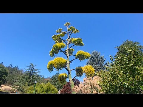 Video: What Plant Blooms Once In A Lifetime