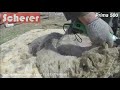 Scherer Prima 500 (Шерер Прима 500) Стрижка барана "домашней" породы. Sheep shearing machine.