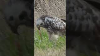 Blonde Buizerd aan het Foerageren — Indrukwekkend Natuurmoment!  #natuur-met-peter  #birds #vogel