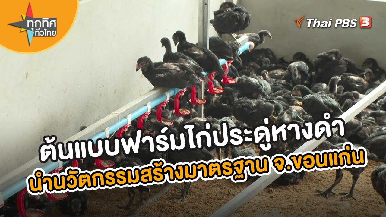 ต้นแบบฟาร์มไก่ประดู่หางดำ นำนวัตกรรมสร้างมาตรฐาน จ.ขอนแก่น | อาชีพทั่วไทย