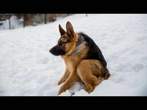 Video: Kā filmas, kuras mīlu, padara vienu suņu šķirni populāru nekā citu