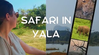 Wildlife Safari in Yala National Park | From Biology Degree to Living My Dream Life in Sri Lanka