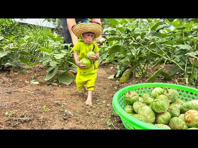 Bibi refused to sleep and wanted to follow Dad to harvest Thai Round Eggplants class=