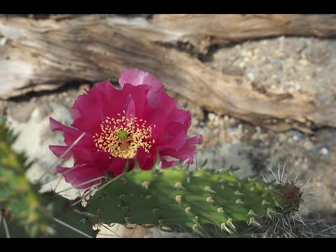 Wideo: Co Powstrzymuje Kaktus Przed Kwitnieniem?